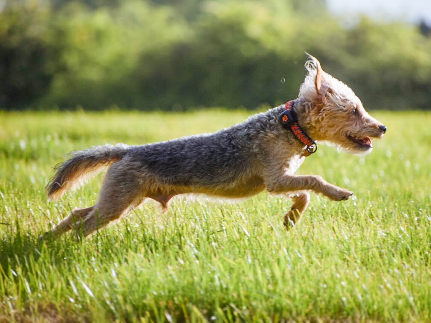 Terrier mixed breed dog running through a field