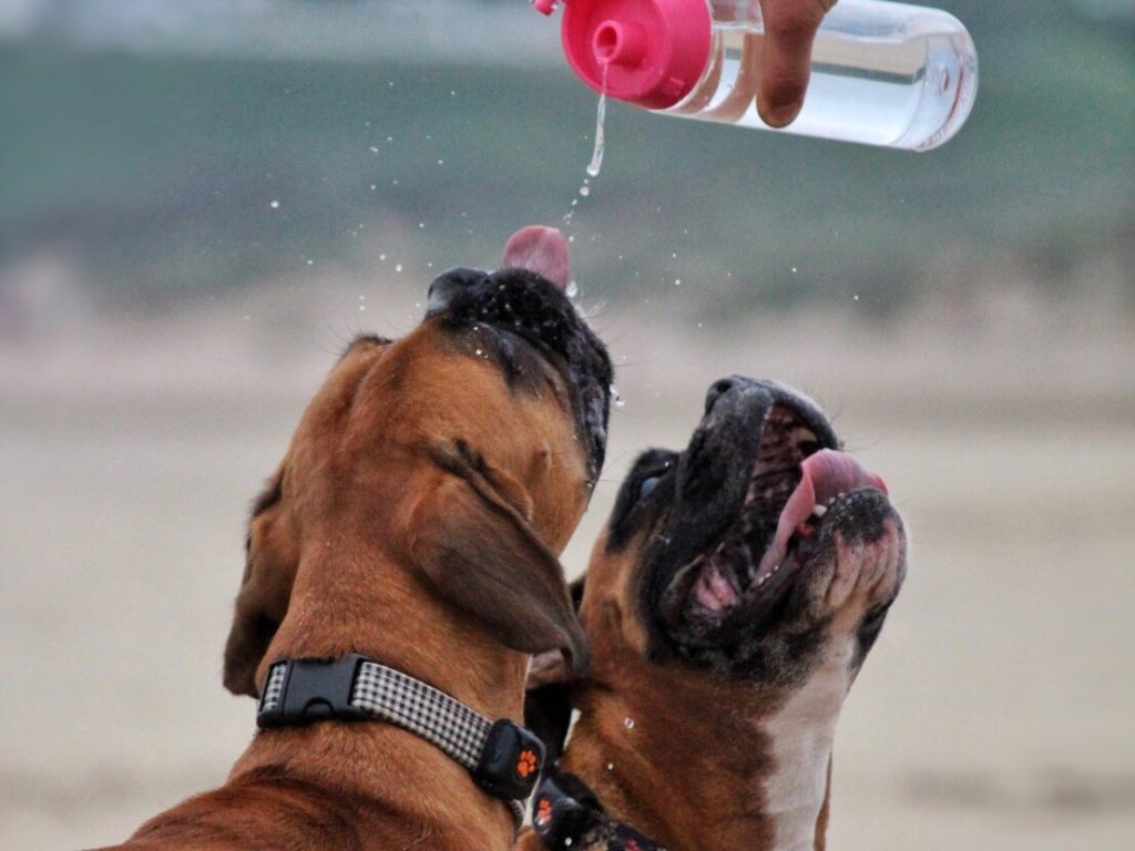 boxers having a drink form a water bottle wearing a PitPat Dog Activity Monitor