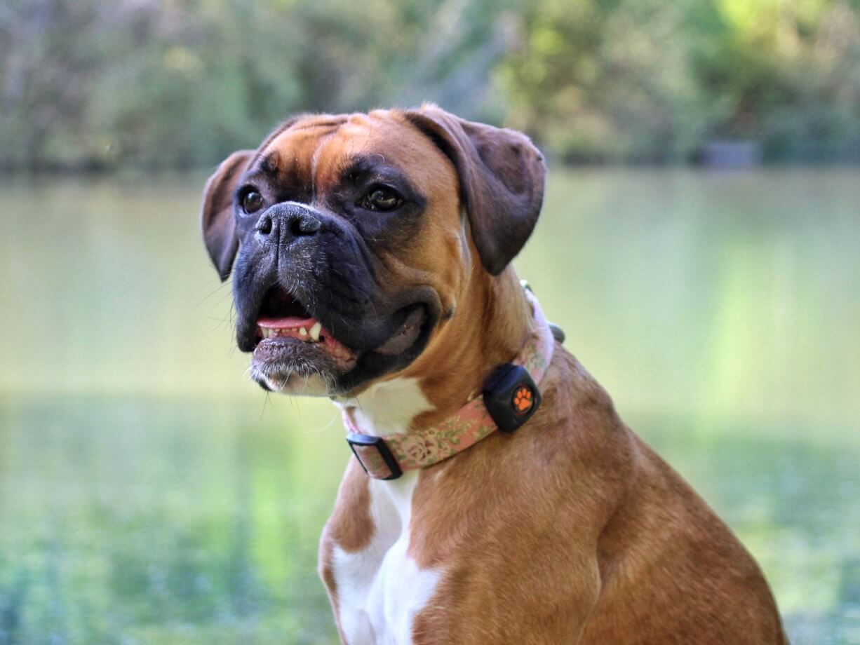Boxer sitting with tan collar and wearing a PitPat Dog Activity Monitor