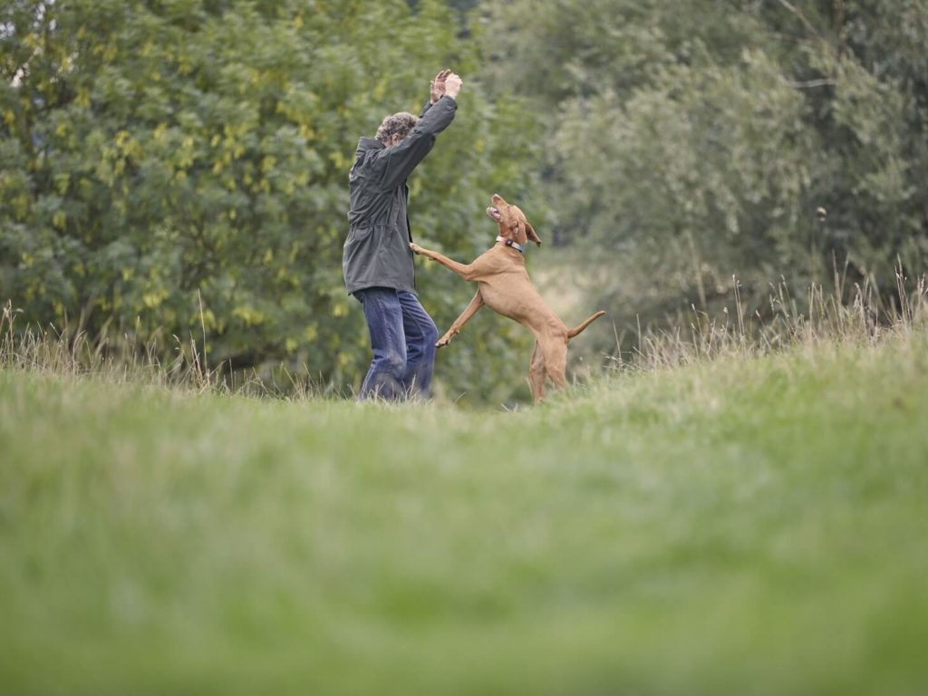 Vizsla jumping up at owner in field