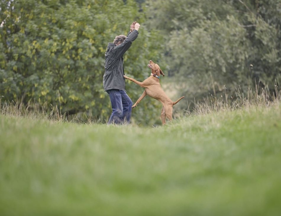 Vizsla jumping up at owner in field