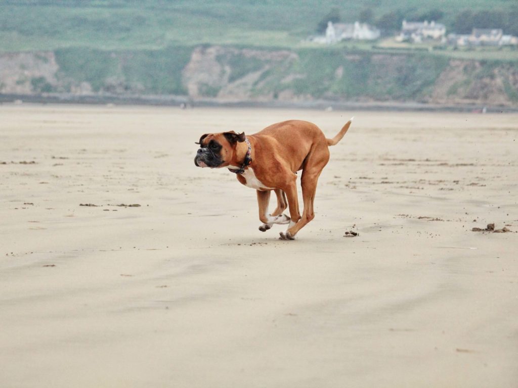 Boxer running across beach