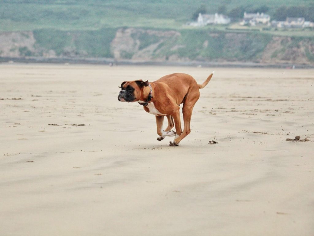 boxer running across beach