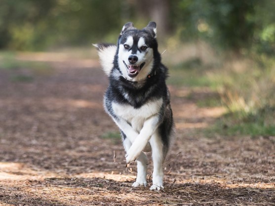 Husky running through woods