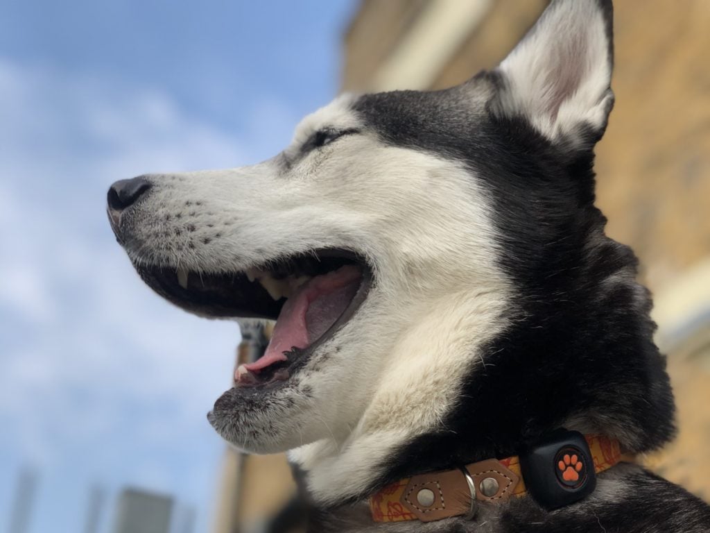 Laughing Husky with sky in background