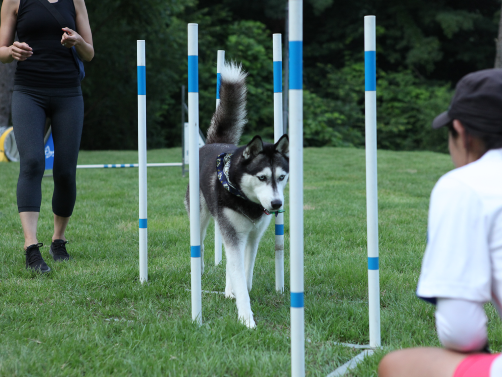 Husky weaving in agility class