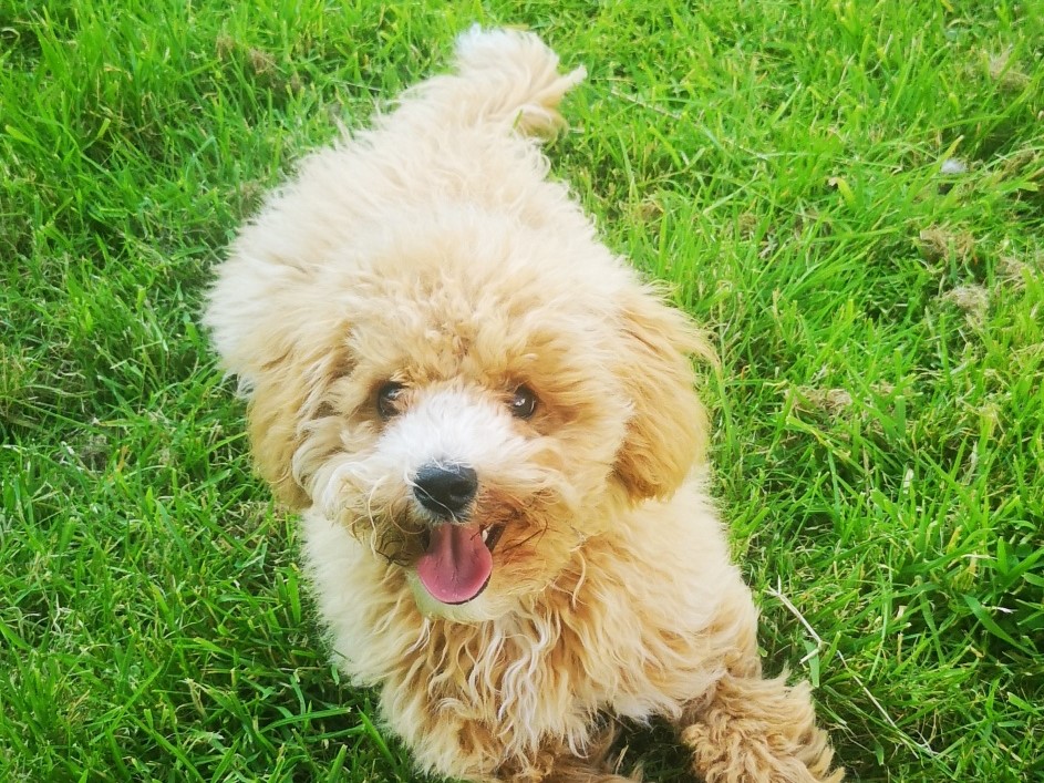 Honey the Poochoon puppy