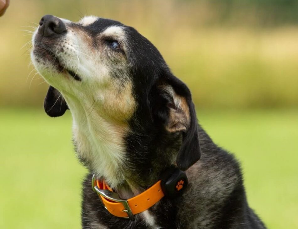senior dog eating a treat