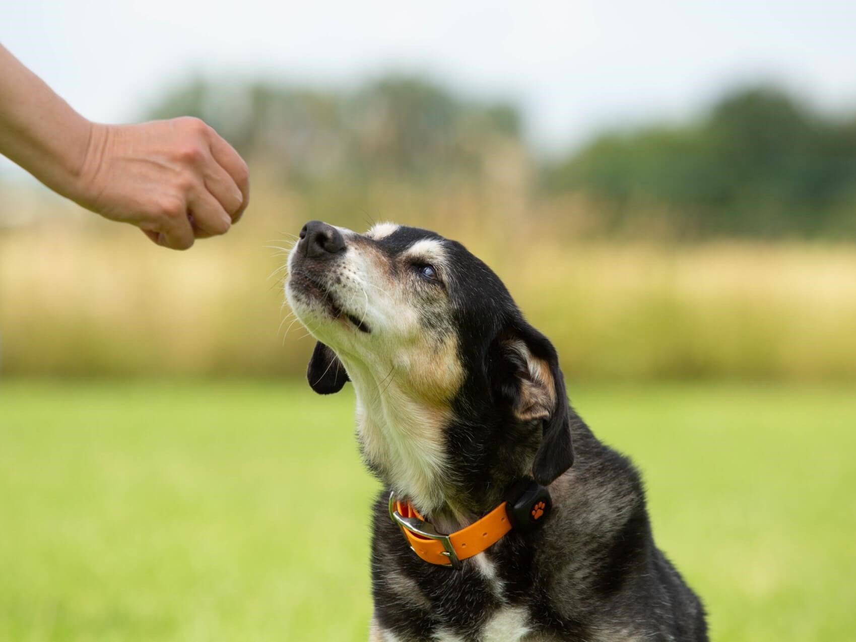 senior dog eating a treat