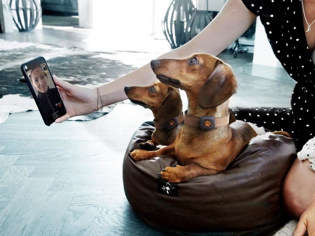 woman using firstvet with two dachshunds