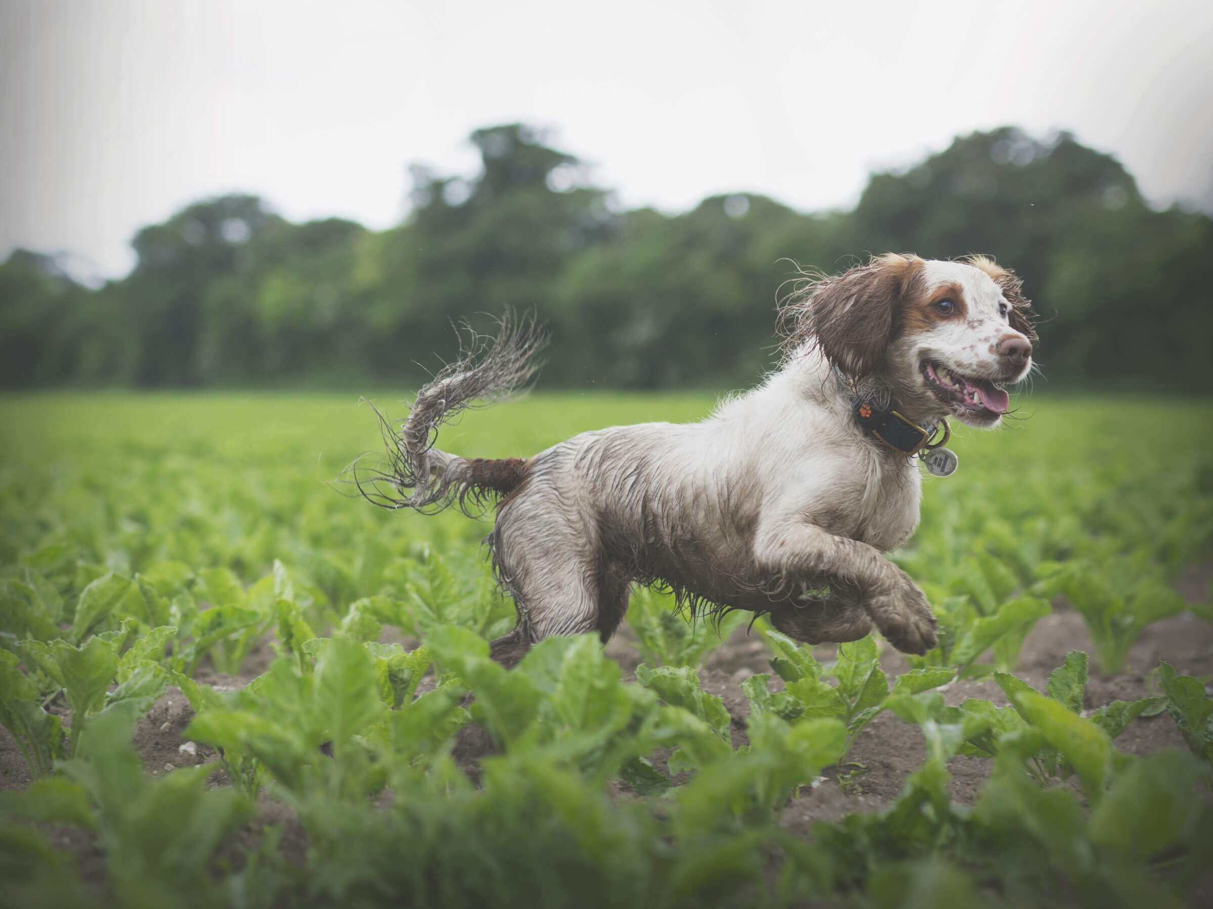 Spaniel running through crop field