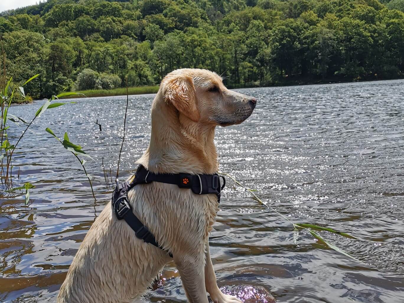 Arrow the Labrador sitting by lake