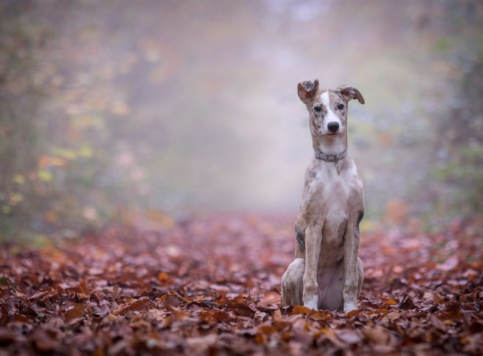 Lurcher sat in forest