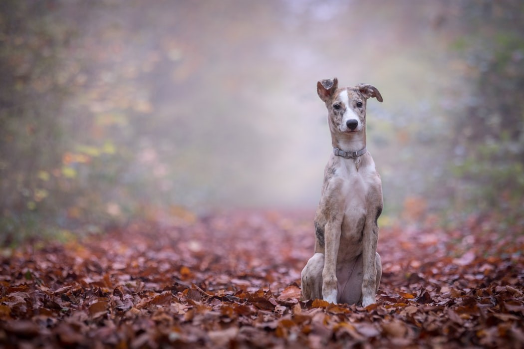 Lurcher sat in forest