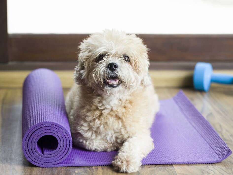 Fluffy dog lying on a yoga mat