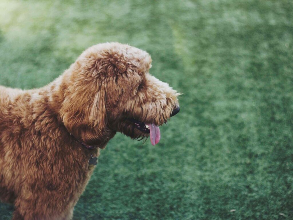 Labradoodle standing on grass