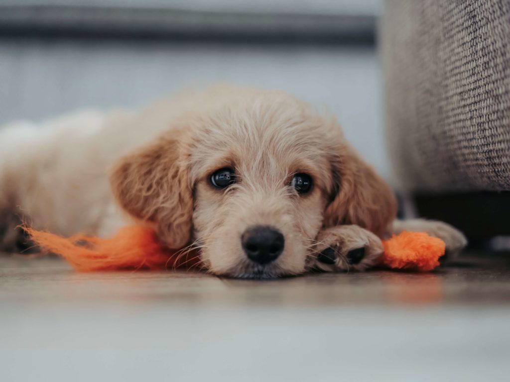 Labradoodle puppy lying on an orange blanket with their head on their paws
