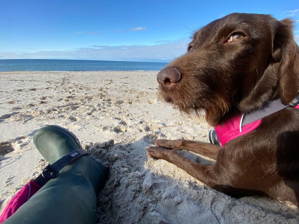 Brown Labradoodle at beach