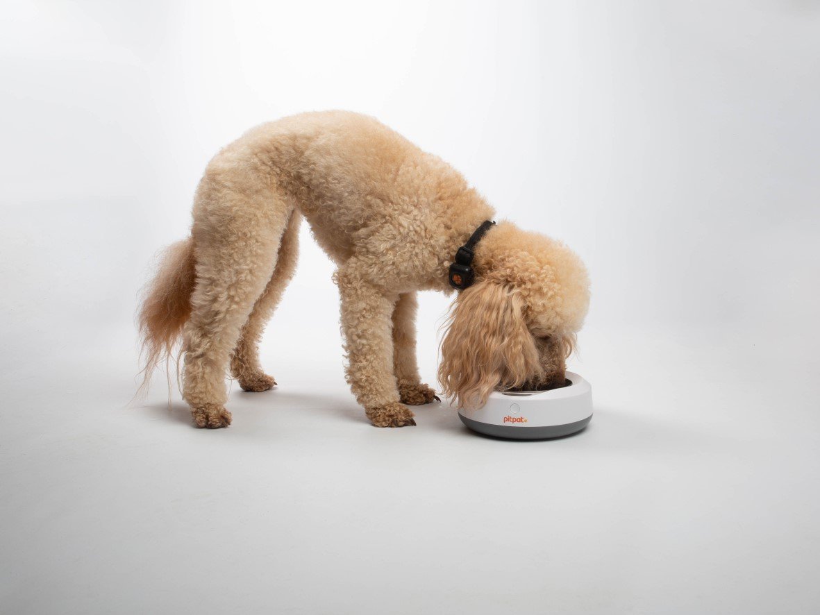 Poodle eating from a bowl