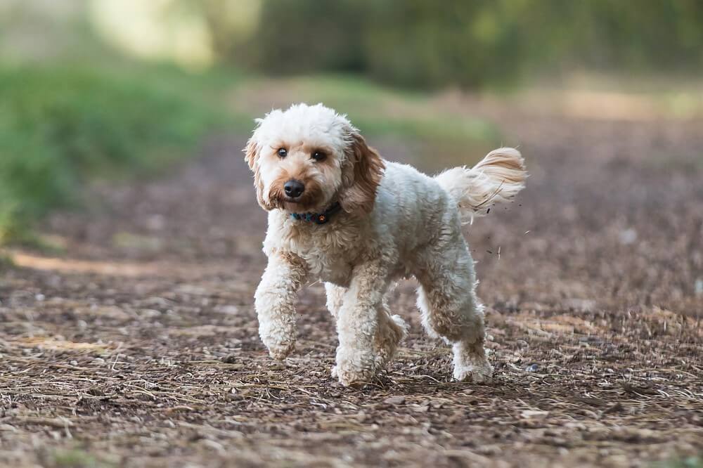 Cockapoo in a forest