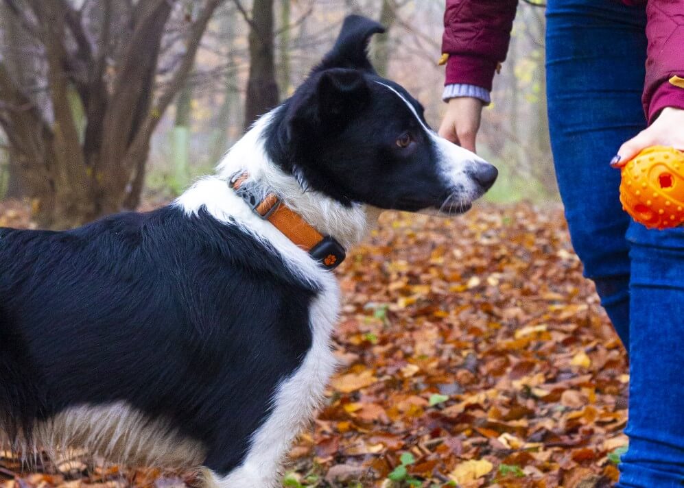 Border Collie looking at an orange ball held by a person