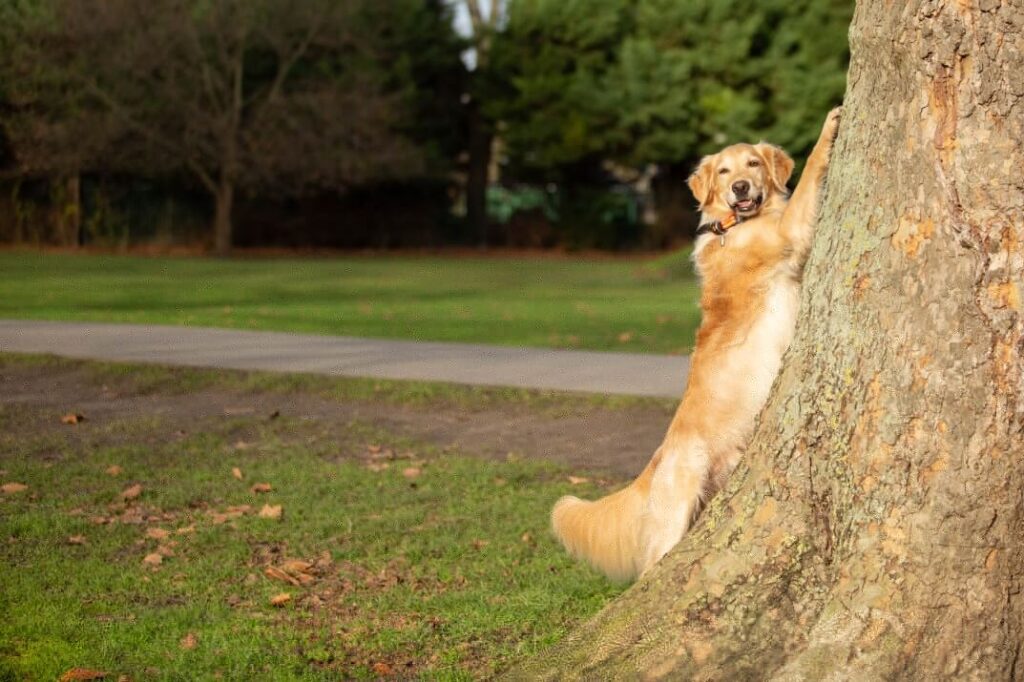 Golden Retriever with their paws up against an oak tree