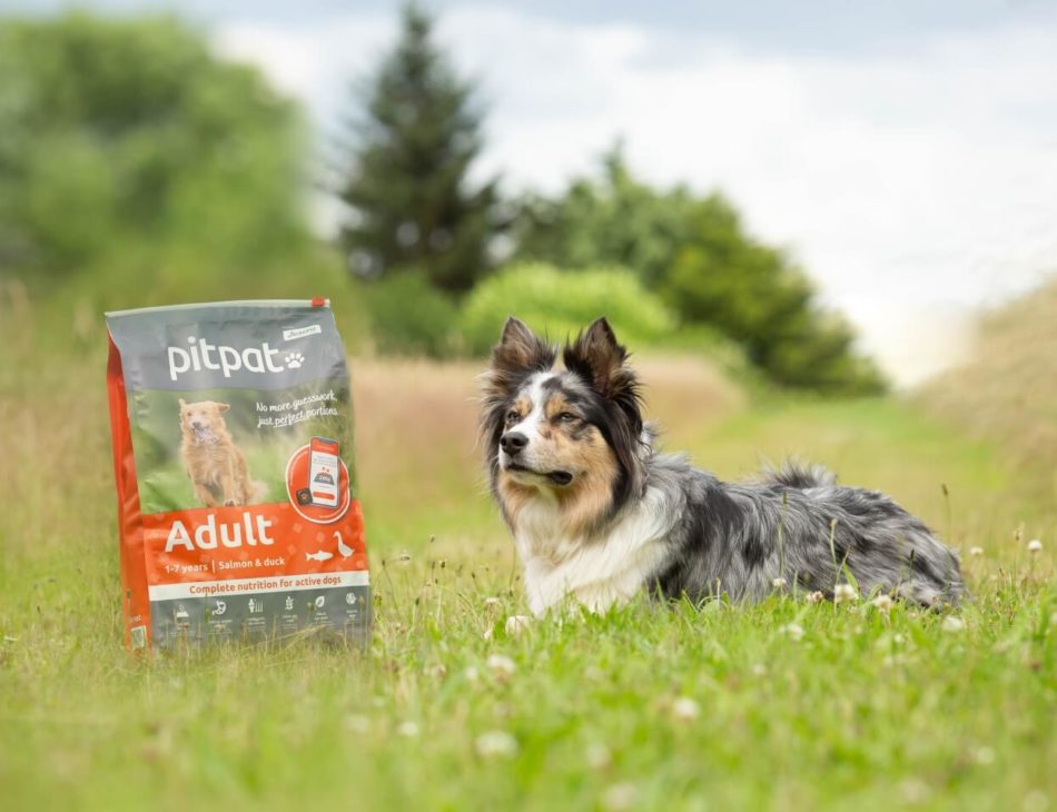 dog with PP Adult sat in field