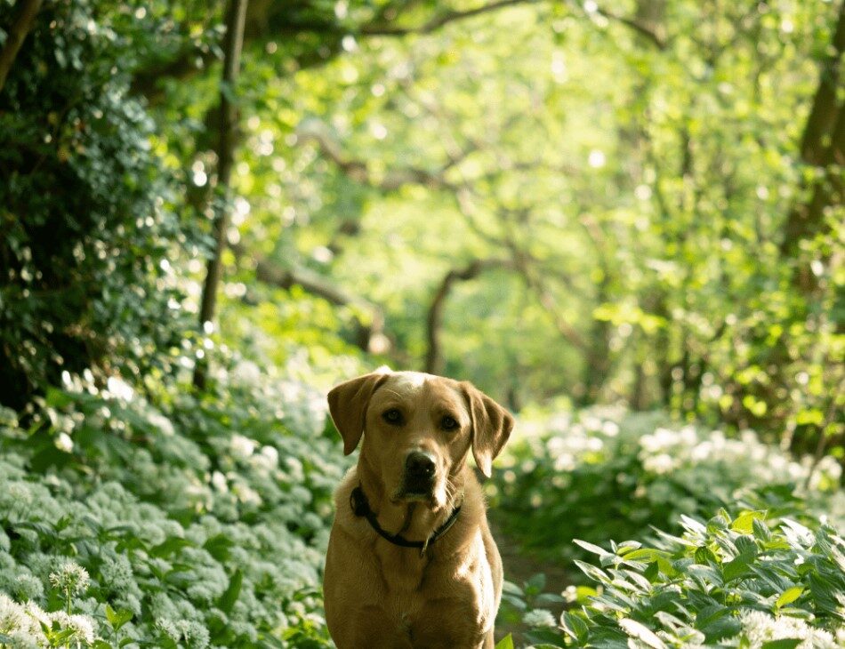 Golden Labrador in a forest