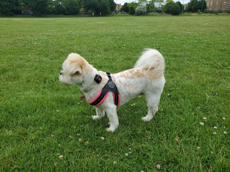 Princess Buttercup in field with PP