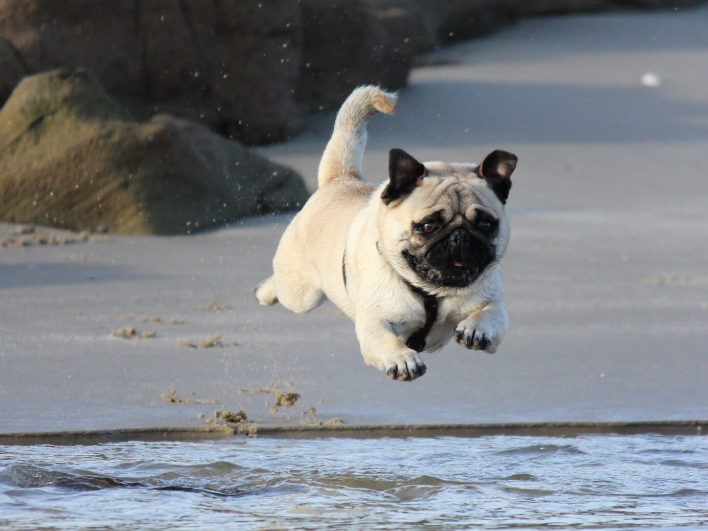 Pug jumping into sea