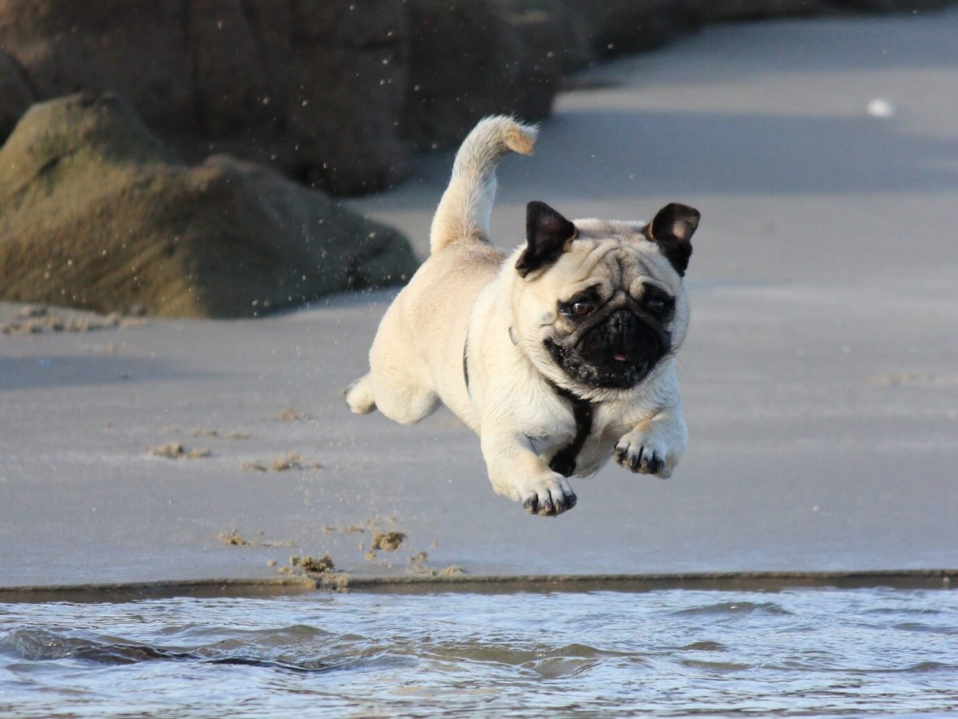 how much exercise does a pug need