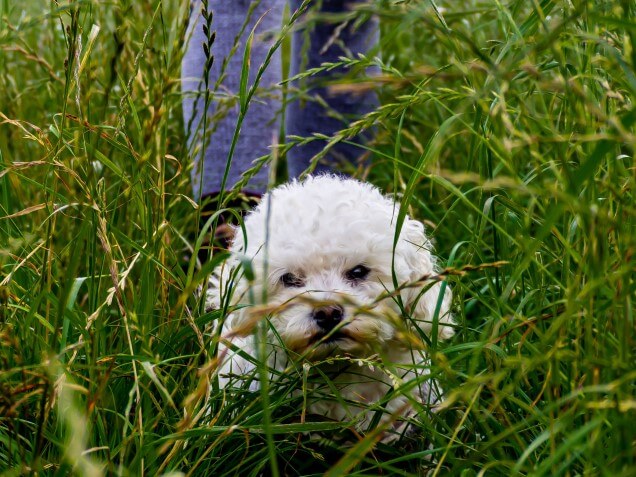 Bichon Frise in tall grass