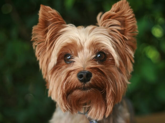Yorkshire Terrier close up