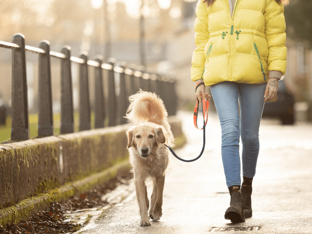 Golden Retriever walking with owner in urban setting