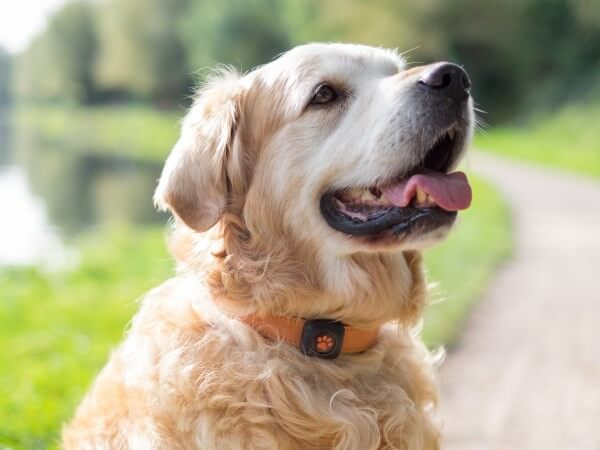 Senior Golden Retriever in park