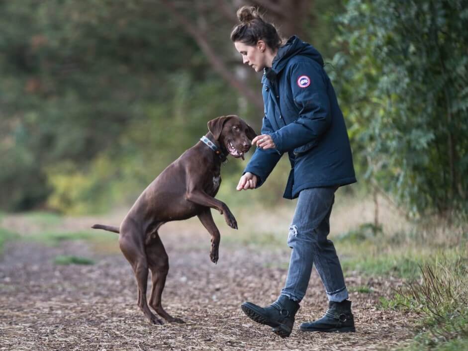 Brown dog jumping up to get treats from female owner