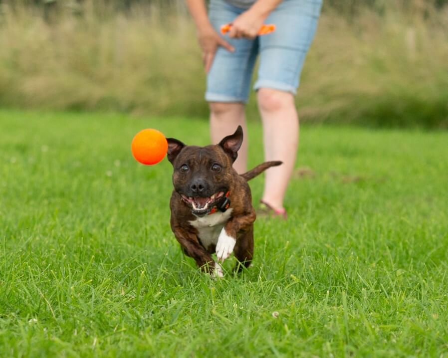 Staffordshire Bull Terrier chasing a ball 