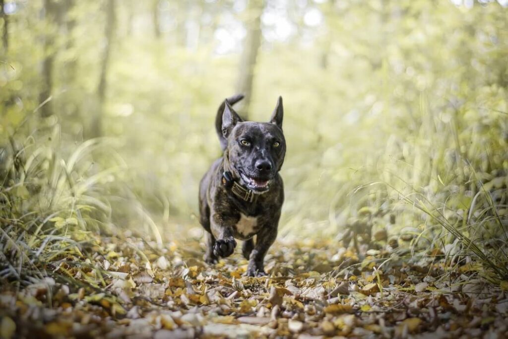 Short-legged brown dog running in forest