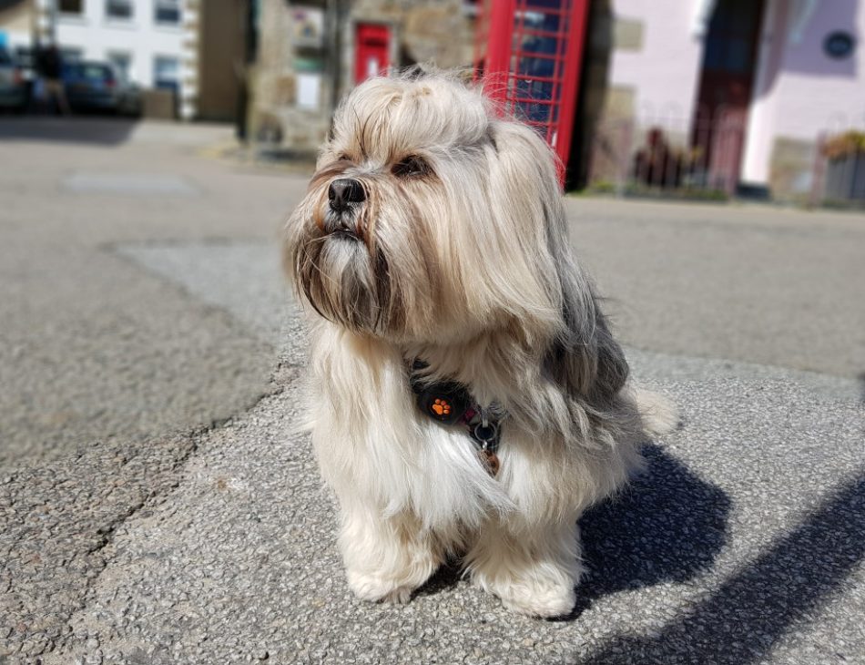 Lhasa Apso sitting on pavement wearing a PitPat Dog Activity Monitor