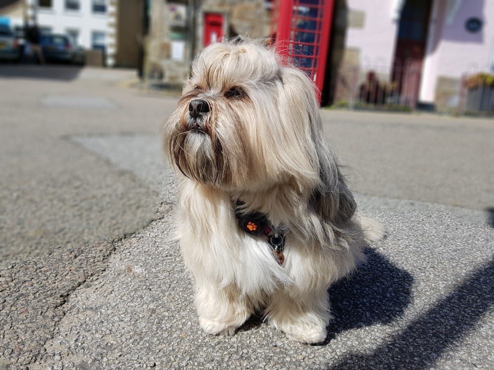 Lhasa Apso sitting on pavement wearing a PitPat Dog Activity Monitor