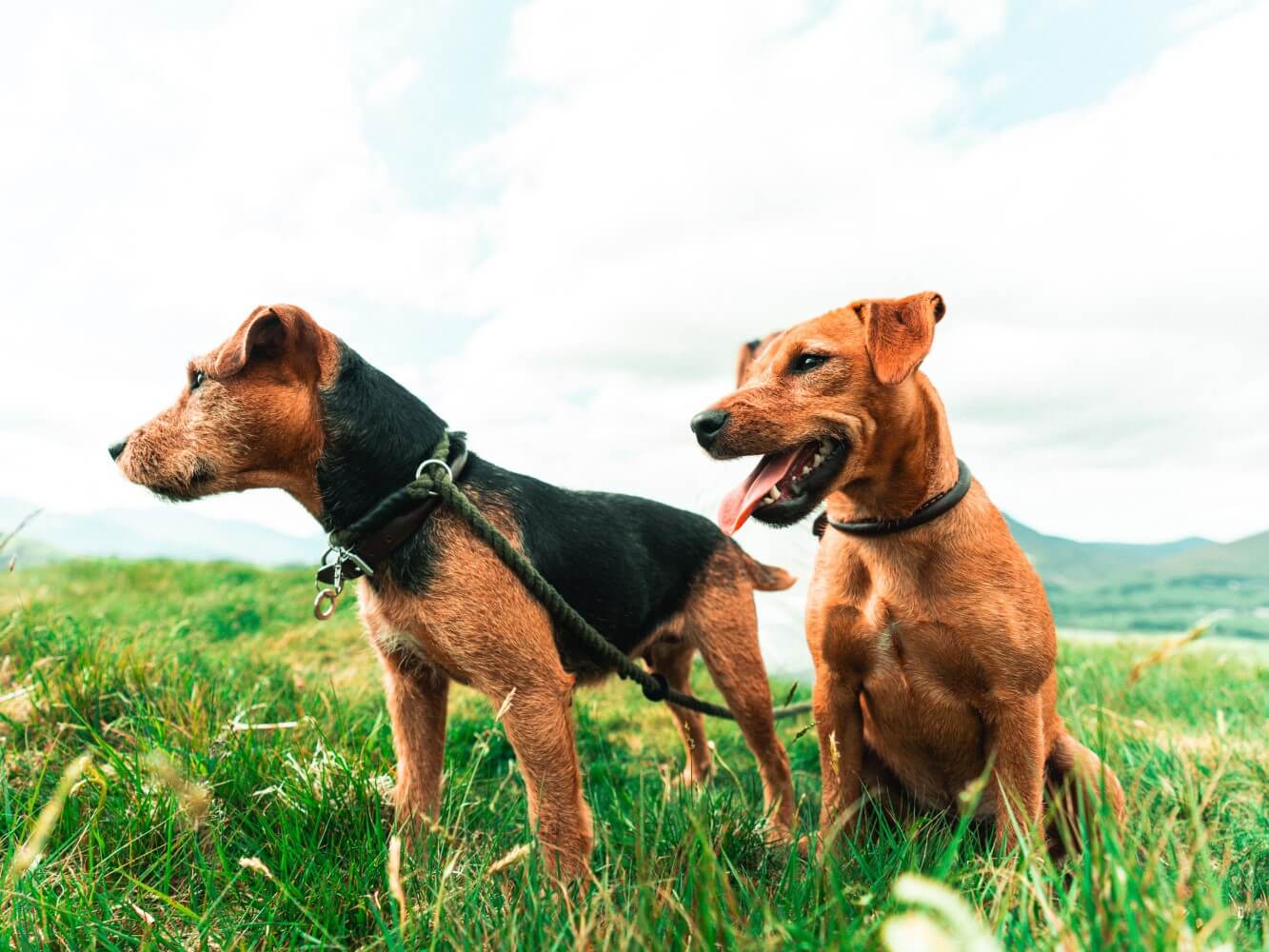 Patterdale Terriers sitting in field