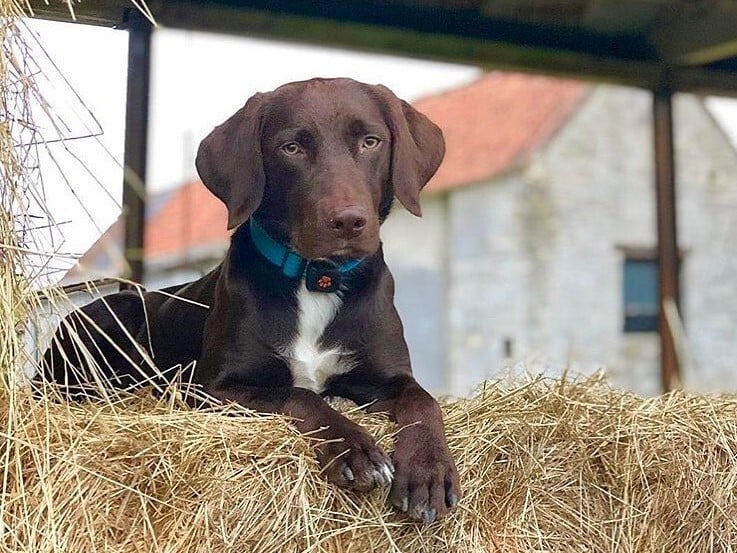 Springador laying on a hay bale wearing a blue collar and a PitPat Dog Activity Monitor