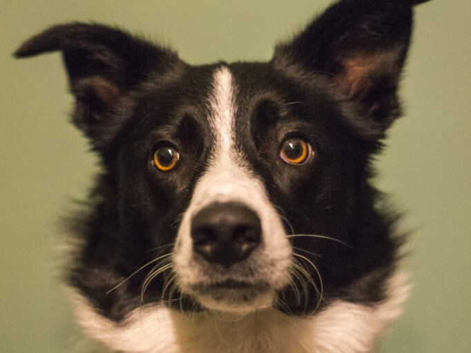 Border Collie close up indoors