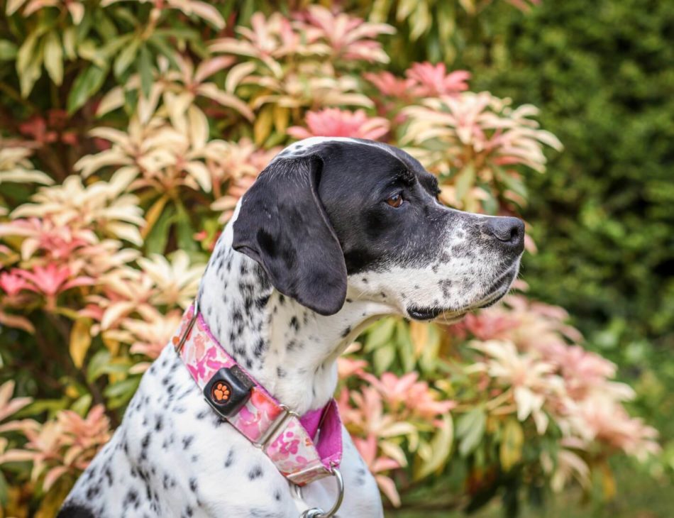 Pointer in floral garden