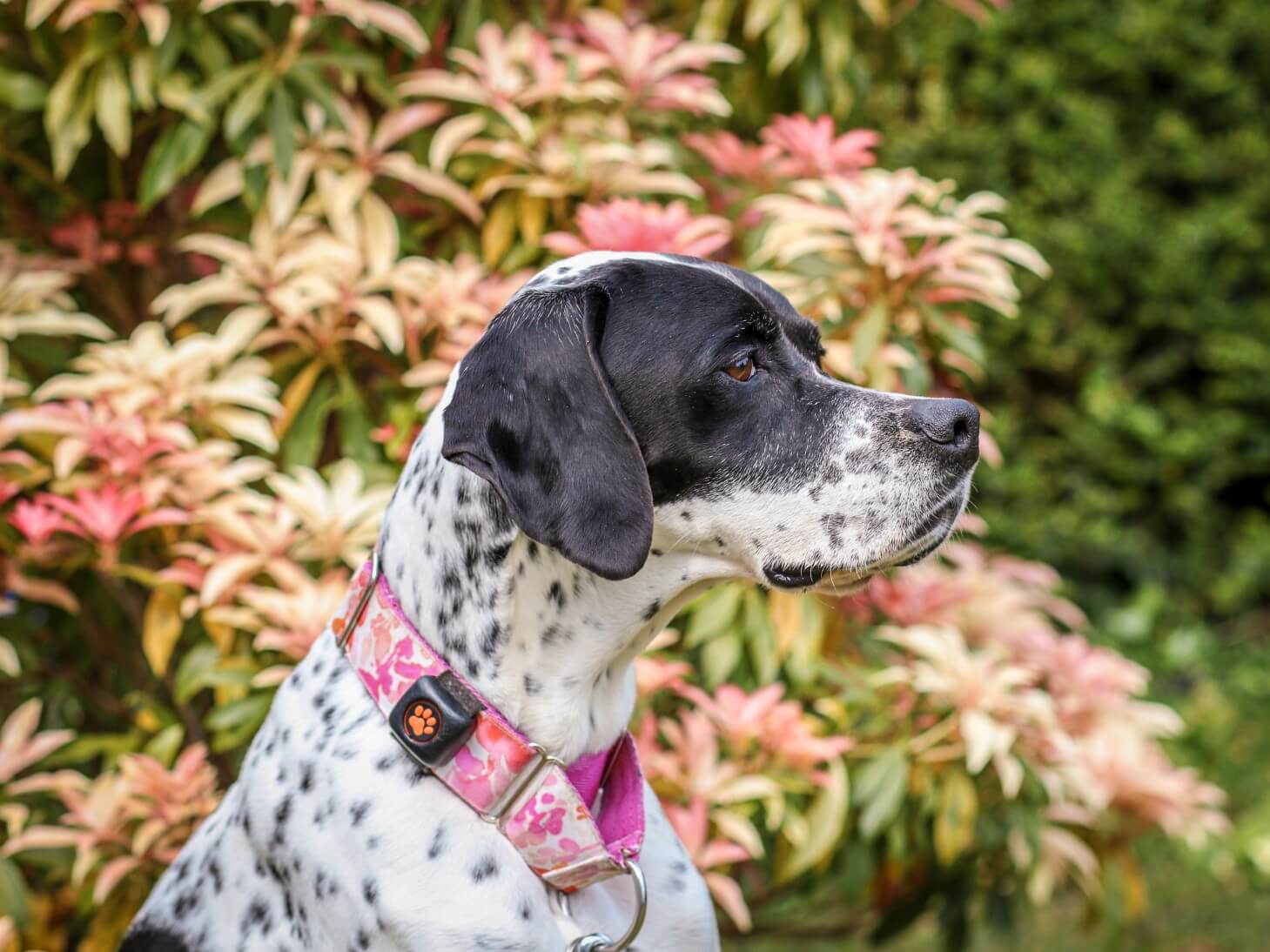 Pointer in floral garden