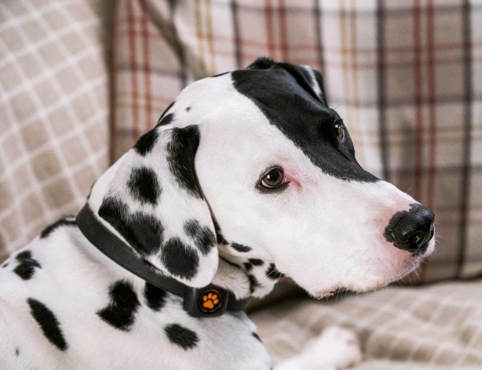 Dalmatian sat on sofa wearing a PitPat Dog Activity Monitor