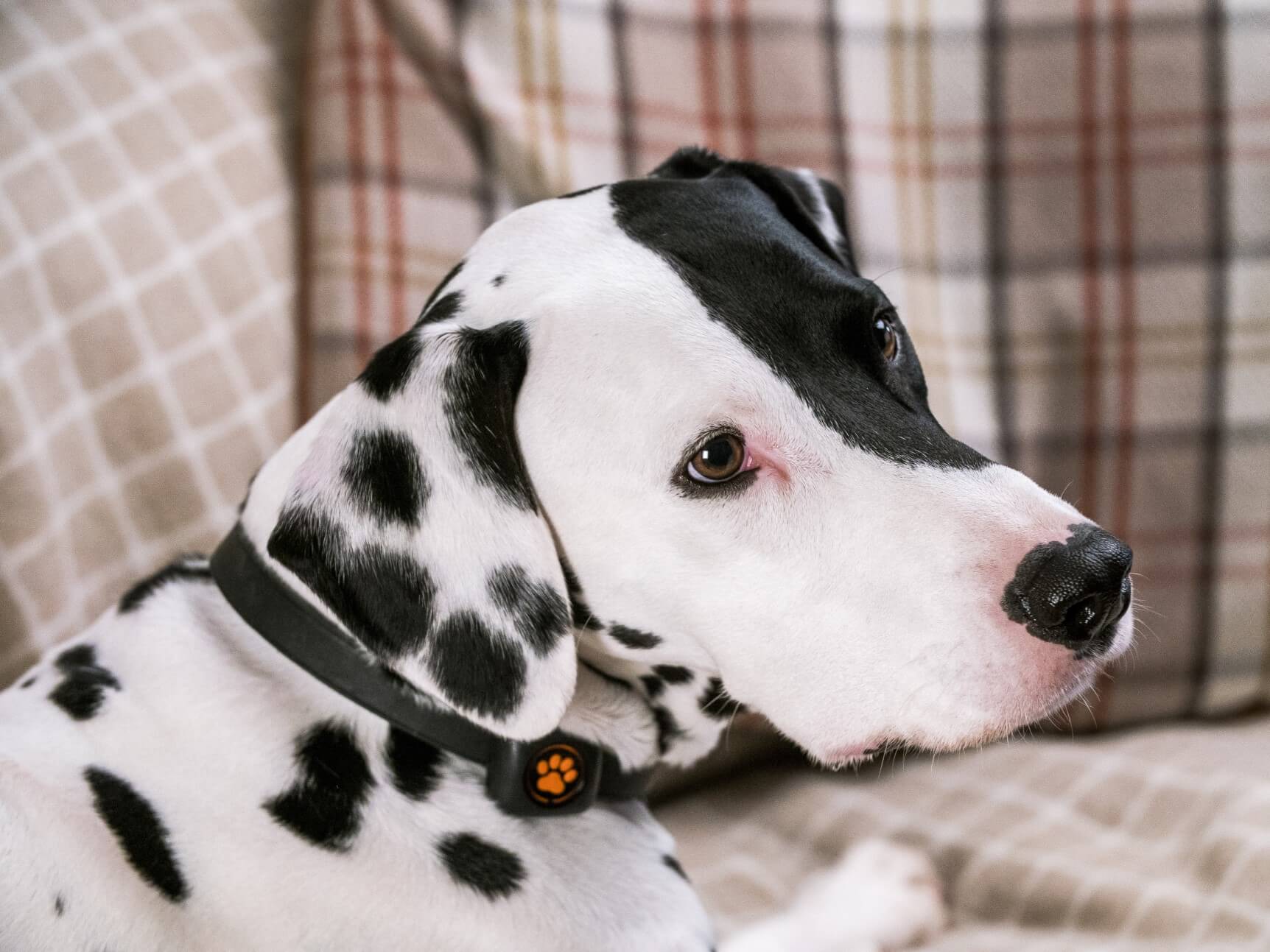 Dalmatian sat on sofa wearing a PitPat Dog Activity Monitor