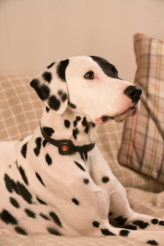 Dalmatian iført En PitPat