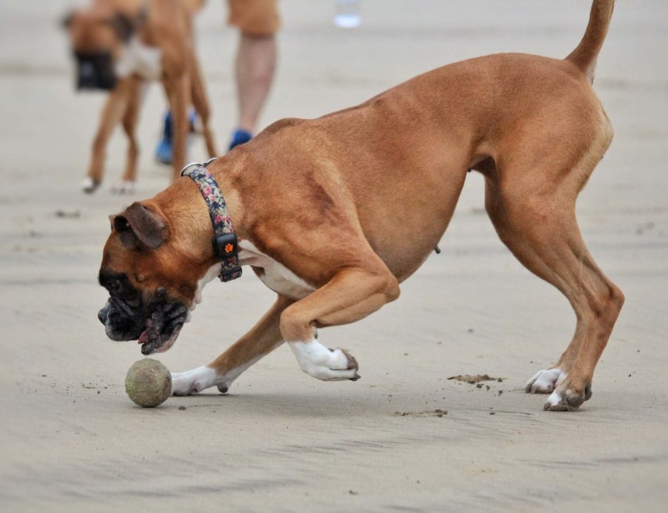 Boxer playing with ball on beach