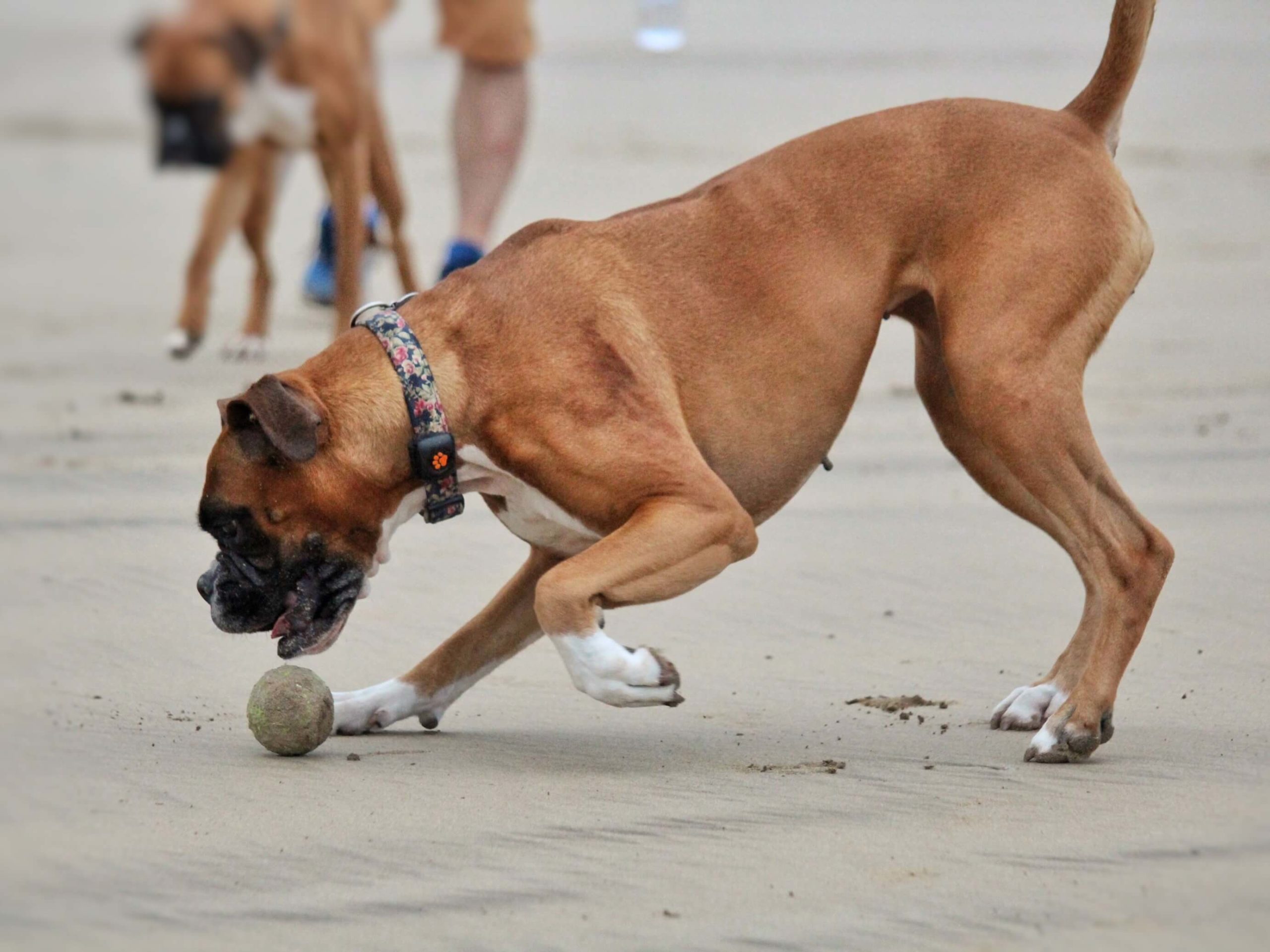 Boxer playing with ball on beach
